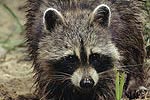 Raccoon