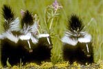 Skunks